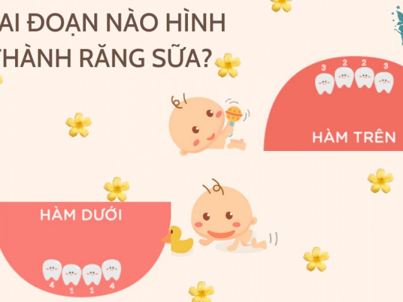 Quá trình mọc răng sữa ở trẻ